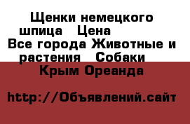 Щенки немецкого шпица › Цена ­ 20 000 - Все города Животные и растения » Собаки   . Крым,Ореанда